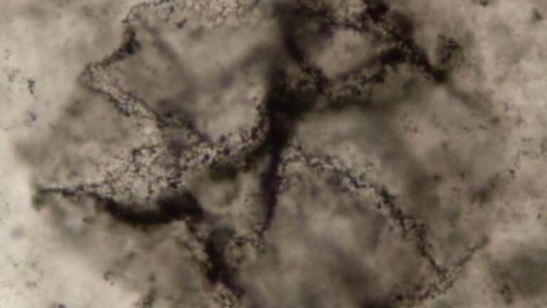 2.5 billion year old fossilized microorganism 1200x675