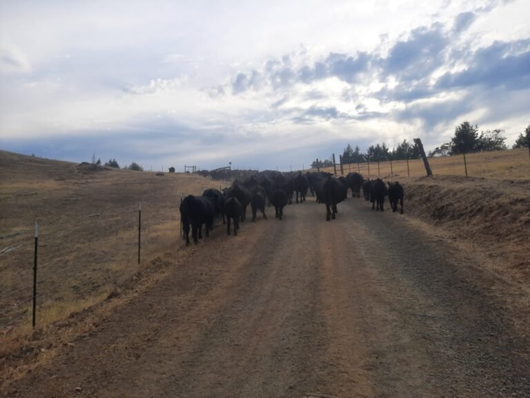 20250823 185337 1764105000