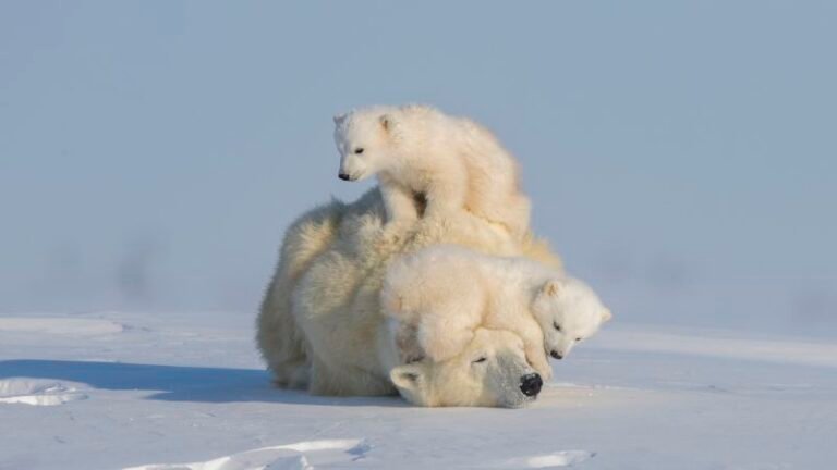 230331144947 the new big 5 polar bears hao jiang 2