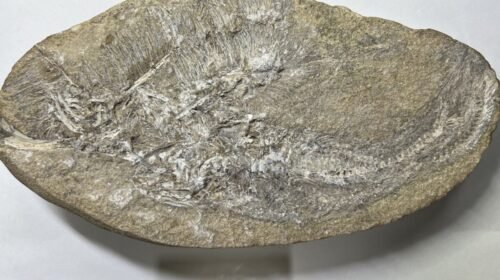 Bakiribu waridza fossil front shot 1200x675