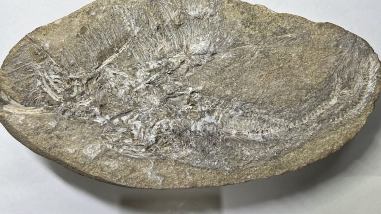 Bakiribu waridza fossil front shot 1200x675