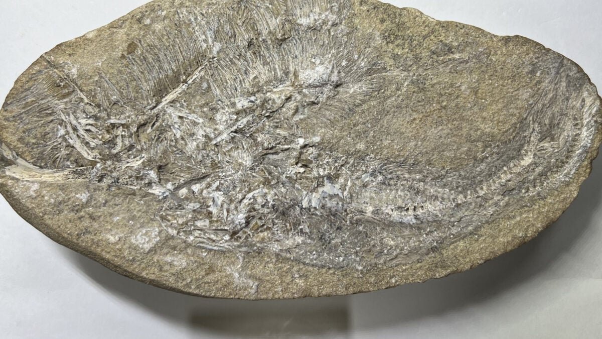 This Is the First Extinct Species Ever Found in Fossilized Barf—and It's a Pterosaur 1 Bakiribu waridza fossil front shot
