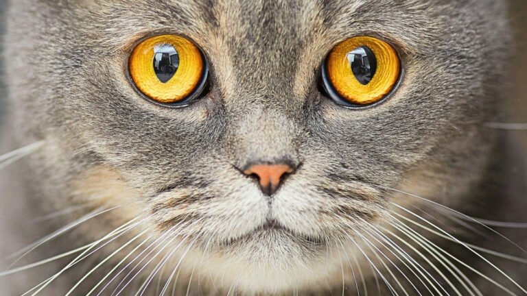 Bright yellow cat eyes staring at you