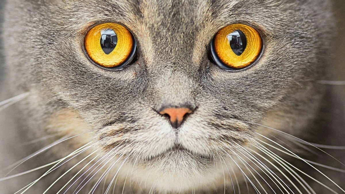 Bright yellow cat eyes staring at you