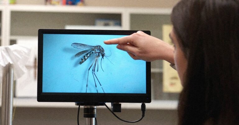 IC Point Mosquito cropped in