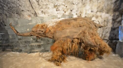 Mammoth Yuka 1200x675