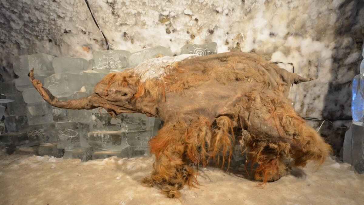 Oldest RNA Ever Recovered Captures a Woolly Mammoth's Dying Moments 2 Mammoth Yuka