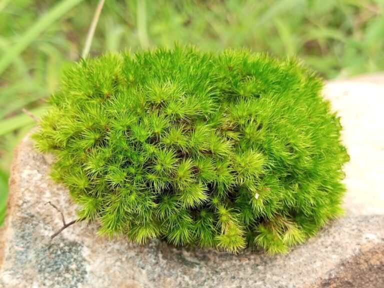 Moss 1024x768