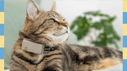 Review 20Tractive20Smart20Cat20Tracker