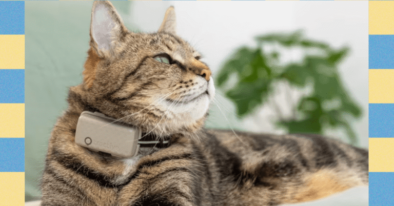 Review 20Tractive20Smart20Cat20Tracker