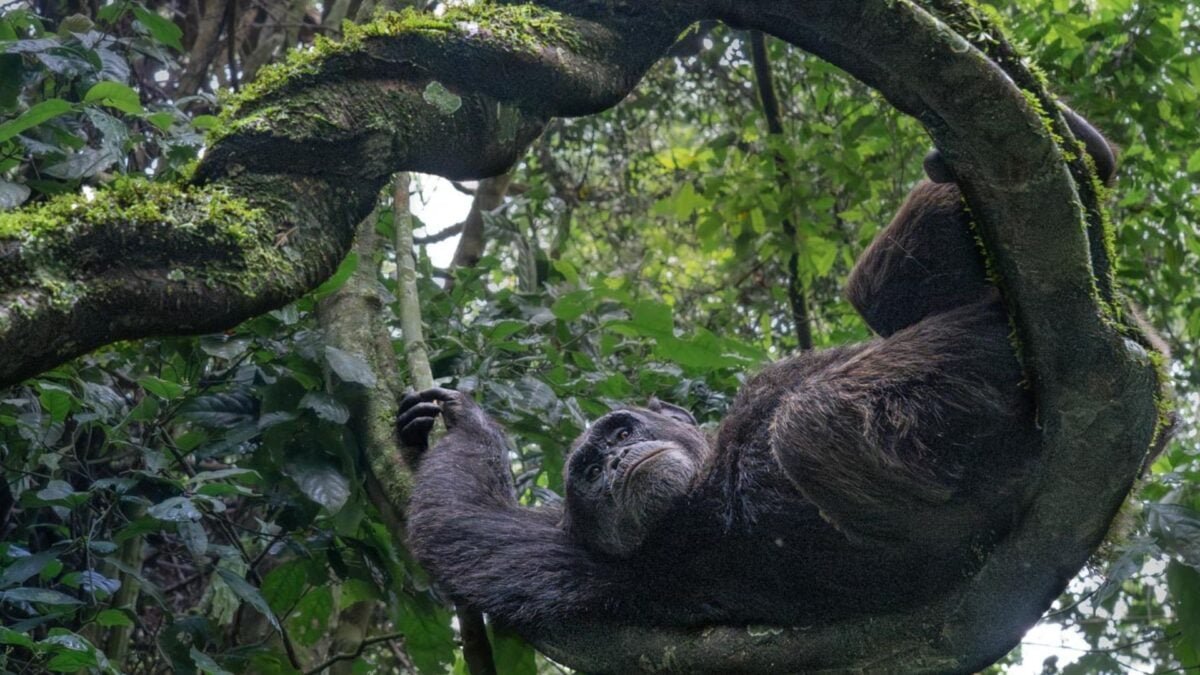 Winner AnimalPortraits Federica Cordero