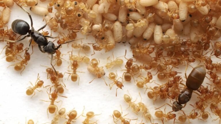 ant coup matricide 1117 current bio takasuka 1200x675