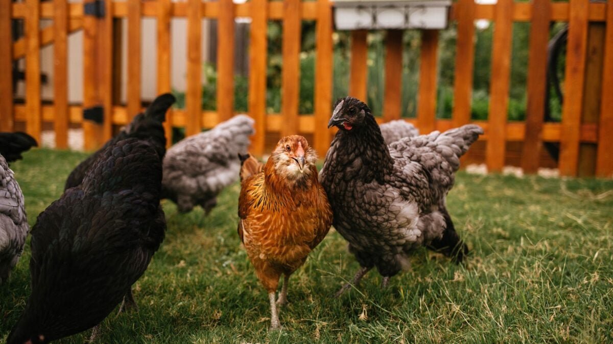 backyardchickens