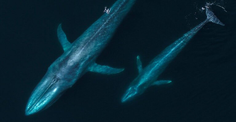 drones whales 1600x600 1 1152x600