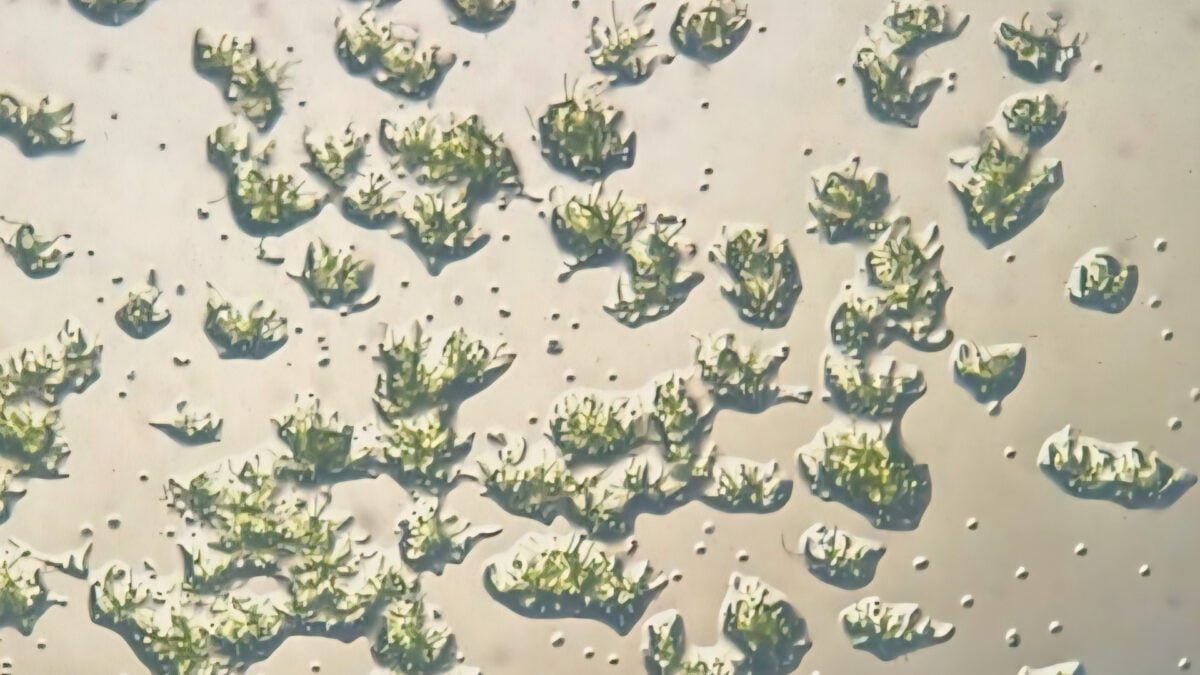 moss germinating after space close up