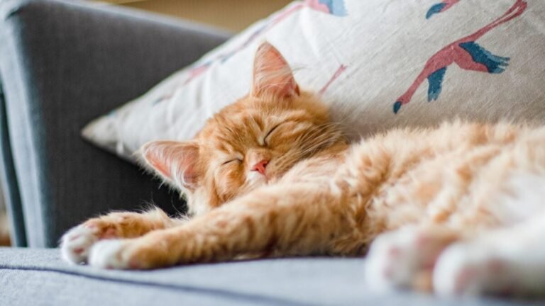 orangecat 1200x675