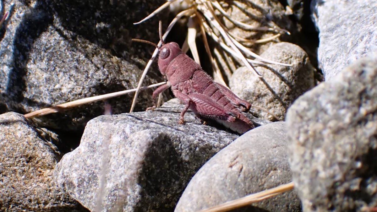 pink grasshopper beauty shot