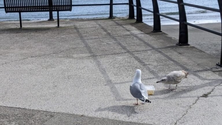 scaring seagulls 1200x675