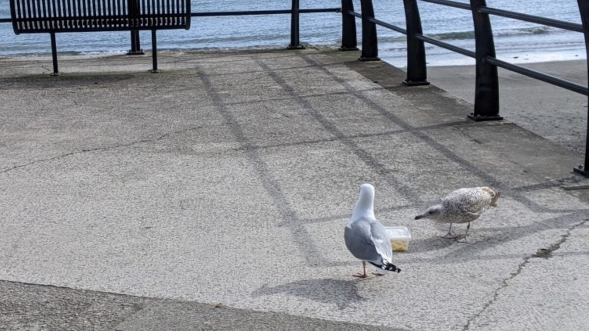 scaring seagulls