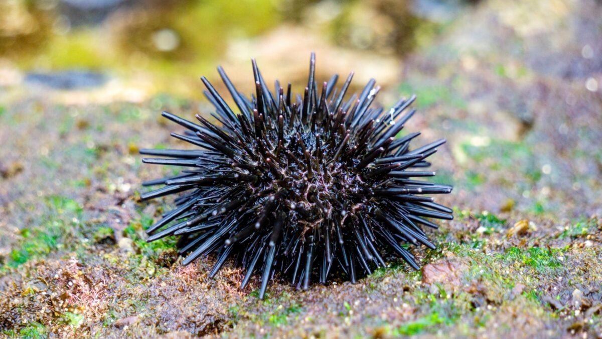 sea urchin close up