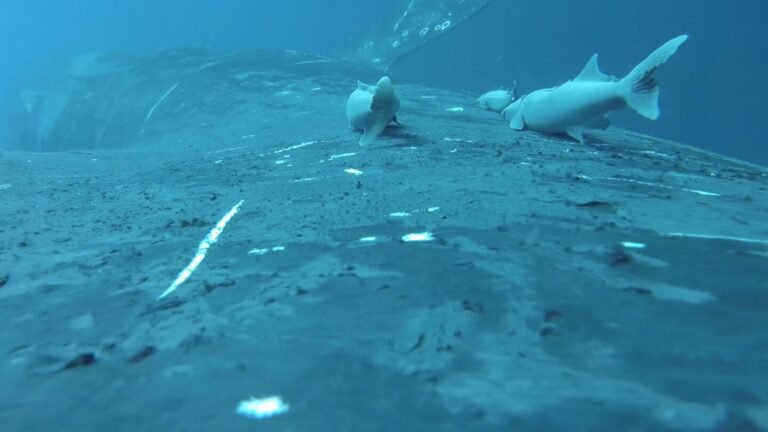 urlhttps3A2F2Fassets.apnews.com2Fe92F6e2F9777c598930d1bde4a2296ae56d72F9d39101077004405acb5