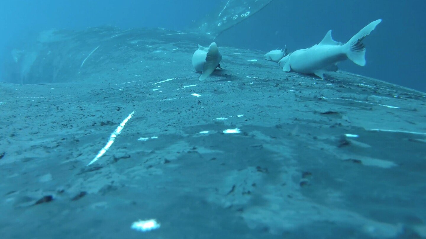 urlhttps3A2F2Fassets.apnews.com2Fe92F6e2F9777c598930d1bde4a2296ae56d72F9d39101077004405acb5