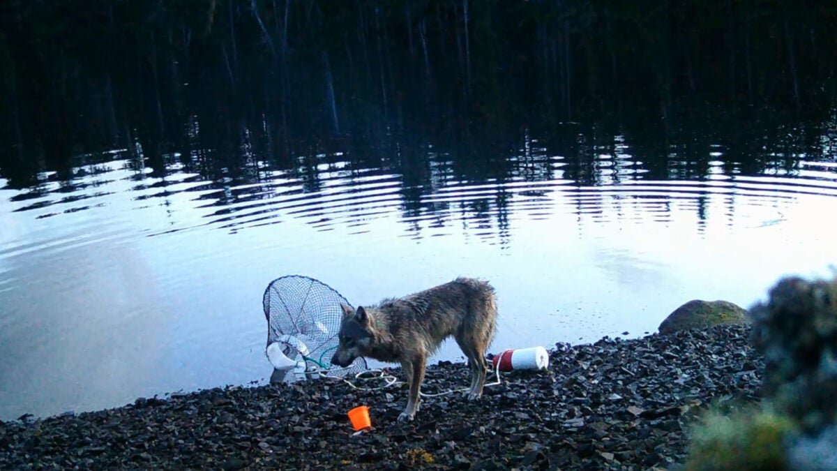 wolf steals bait from crab trap screengrab