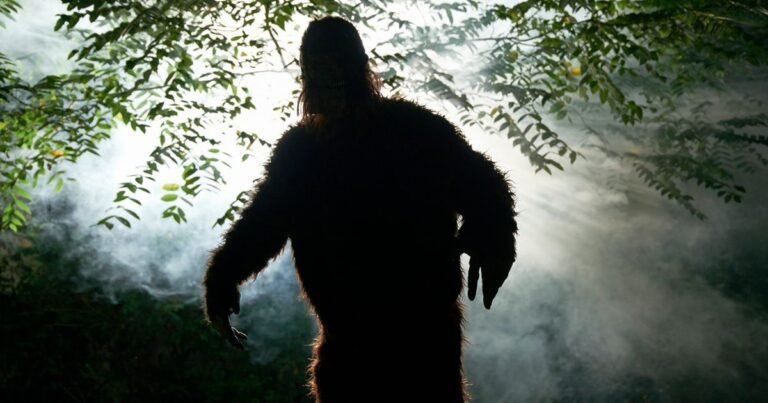 0 sasquatch or big foot in forest