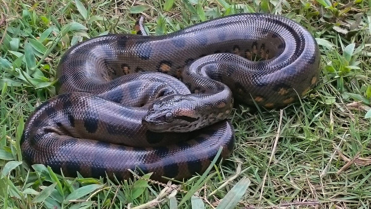anaconda