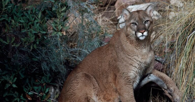 260101 mountain lion cc 1124p 39c743