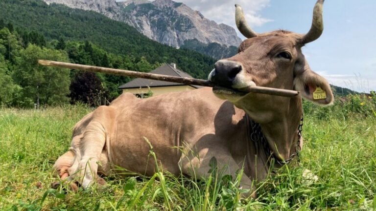 cowtool1 1152x648