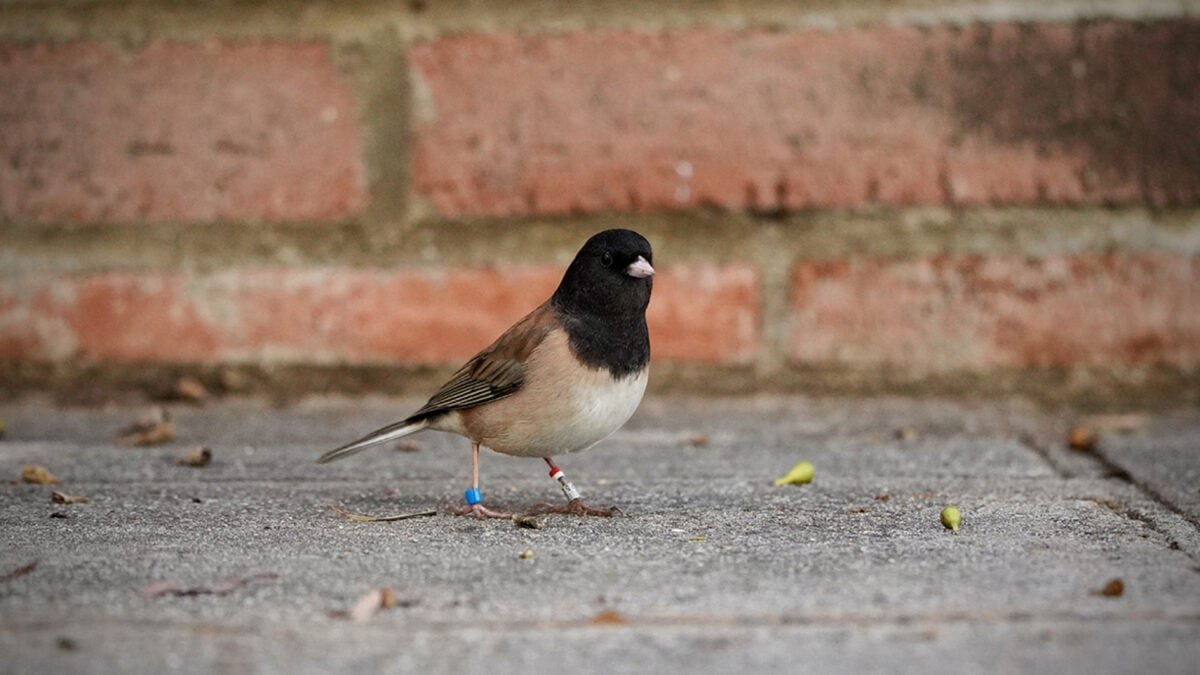 dark eyed junco tagged