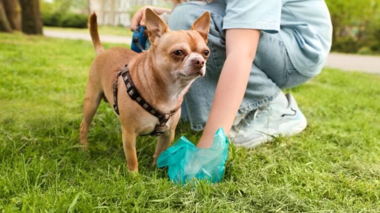 dogpooping 1200x675