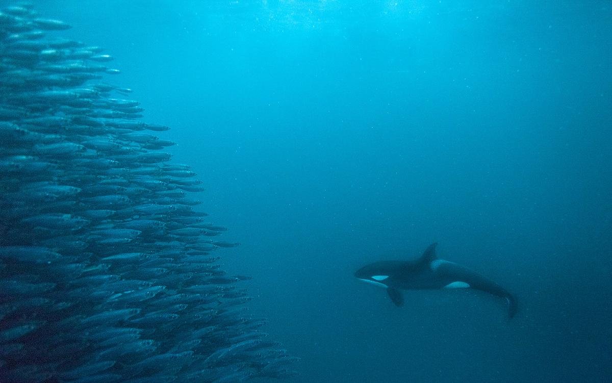 essay 578694687 medium