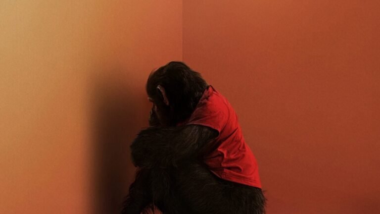 primate 1200x675