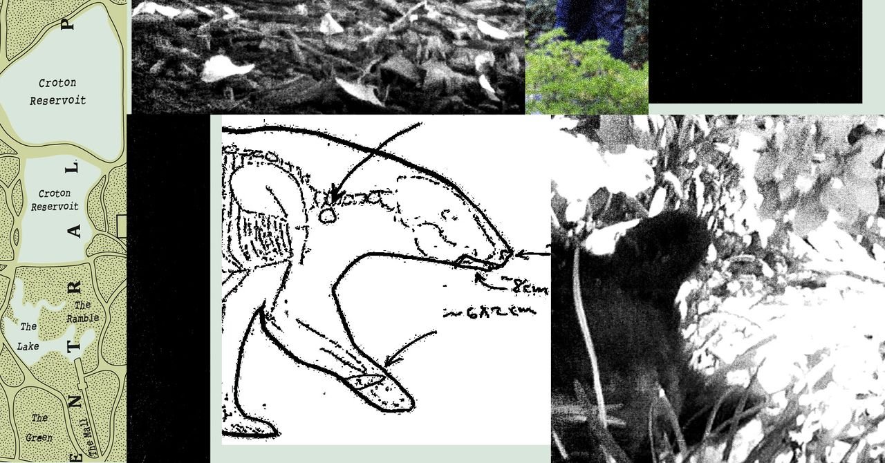 science bear central park