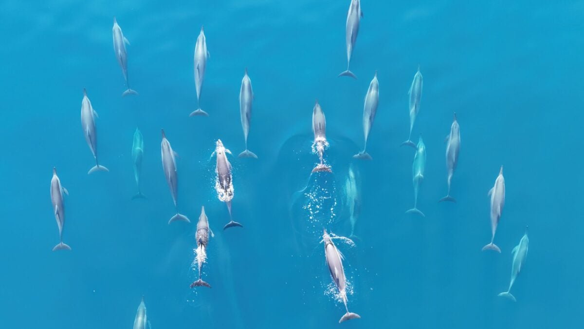 spinner dolphins