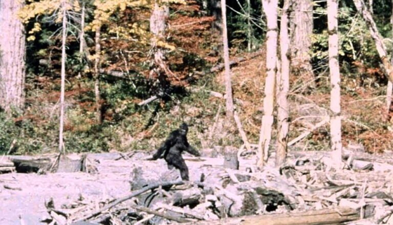 bigfoot 1