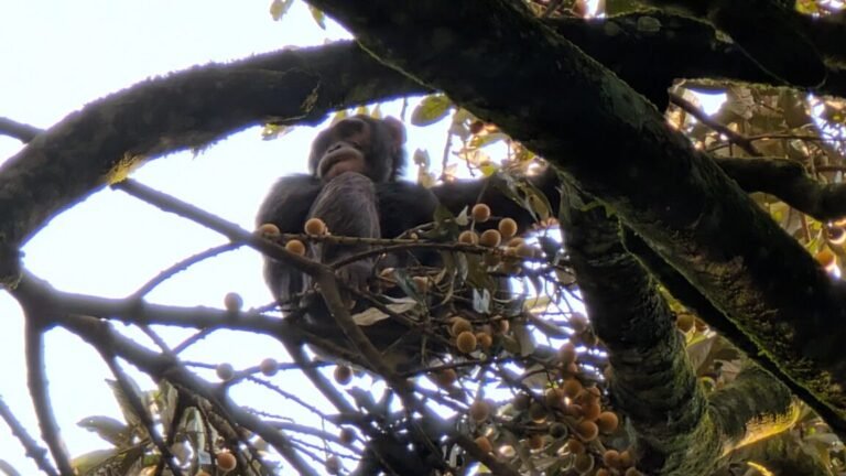 chimp1 1152x648 1771719191