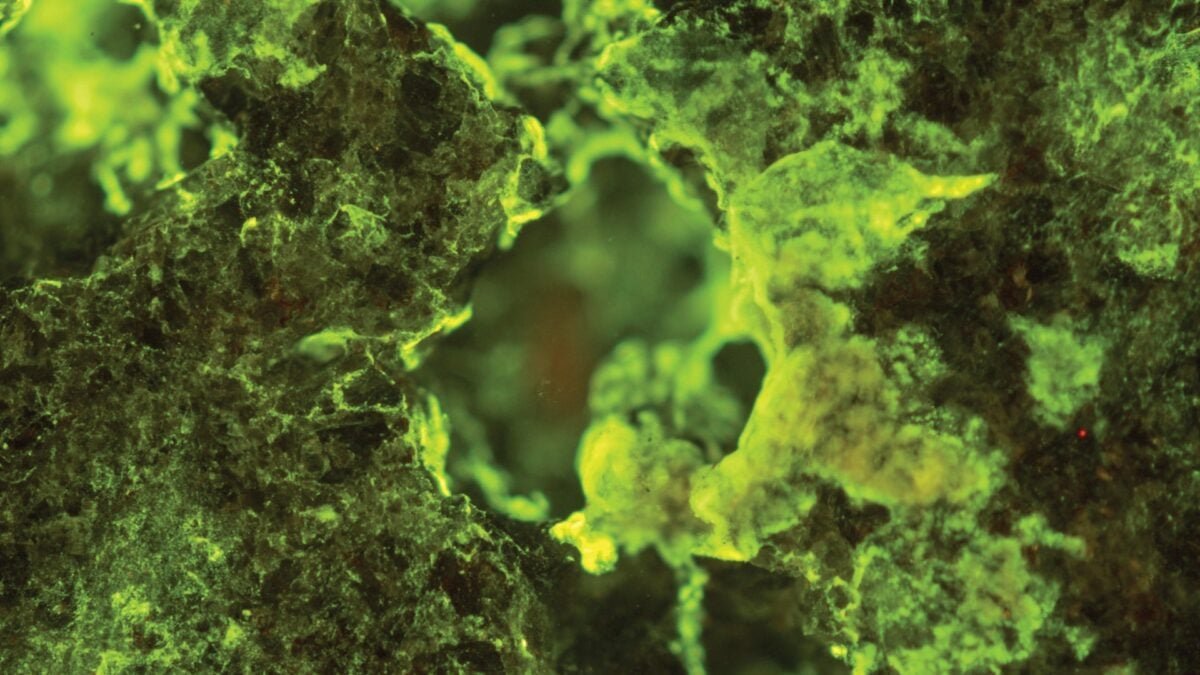 micro bio jsc2019e039825 orig