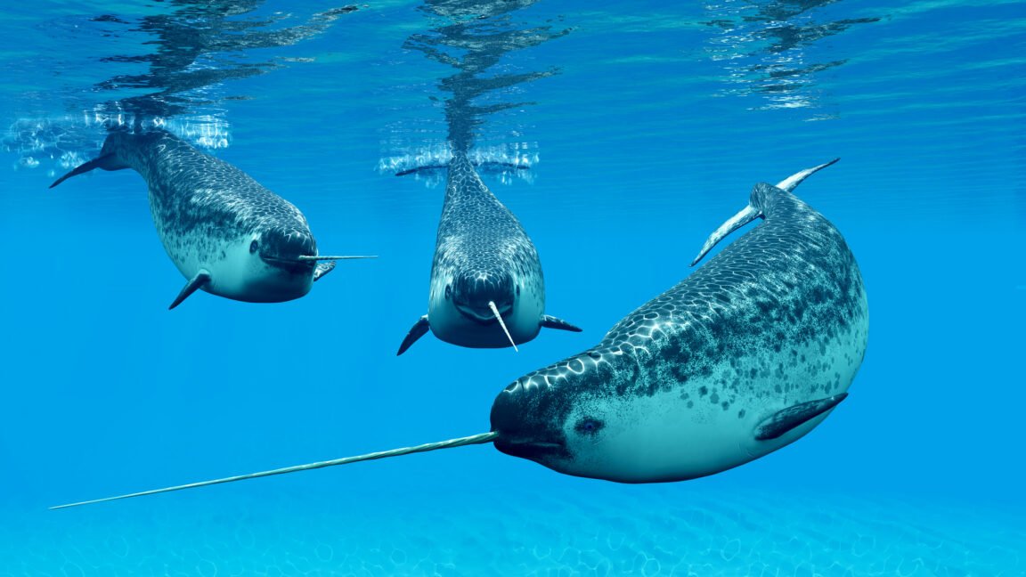 narwhal