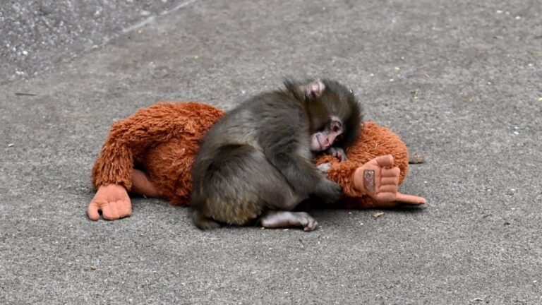 punch monkey ikea crop center 1200x675