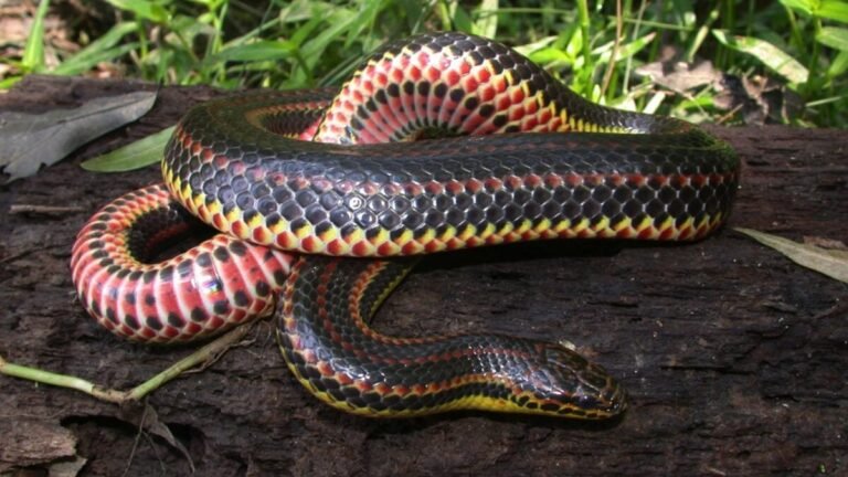 rainbow snake beauty shot 1200x675