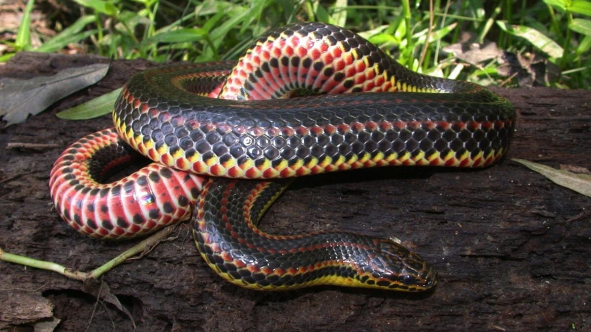 rainbow snake beauty shot