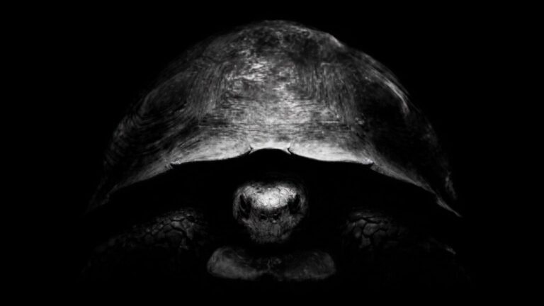 turtle twitter 1152x648