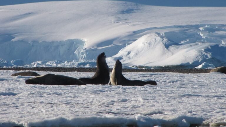 young elephant seals 1200x675