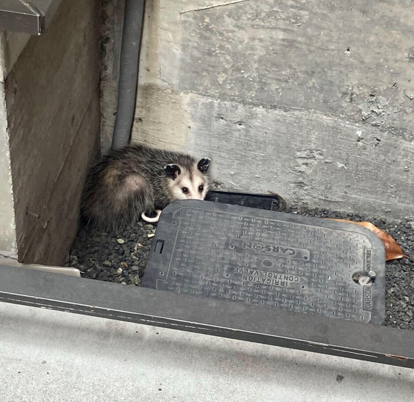 Screenshot 2026 03 21 at 11.29.54 AM