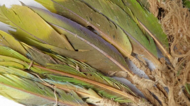 preserved parrot feathers Pachacamac 1200x675