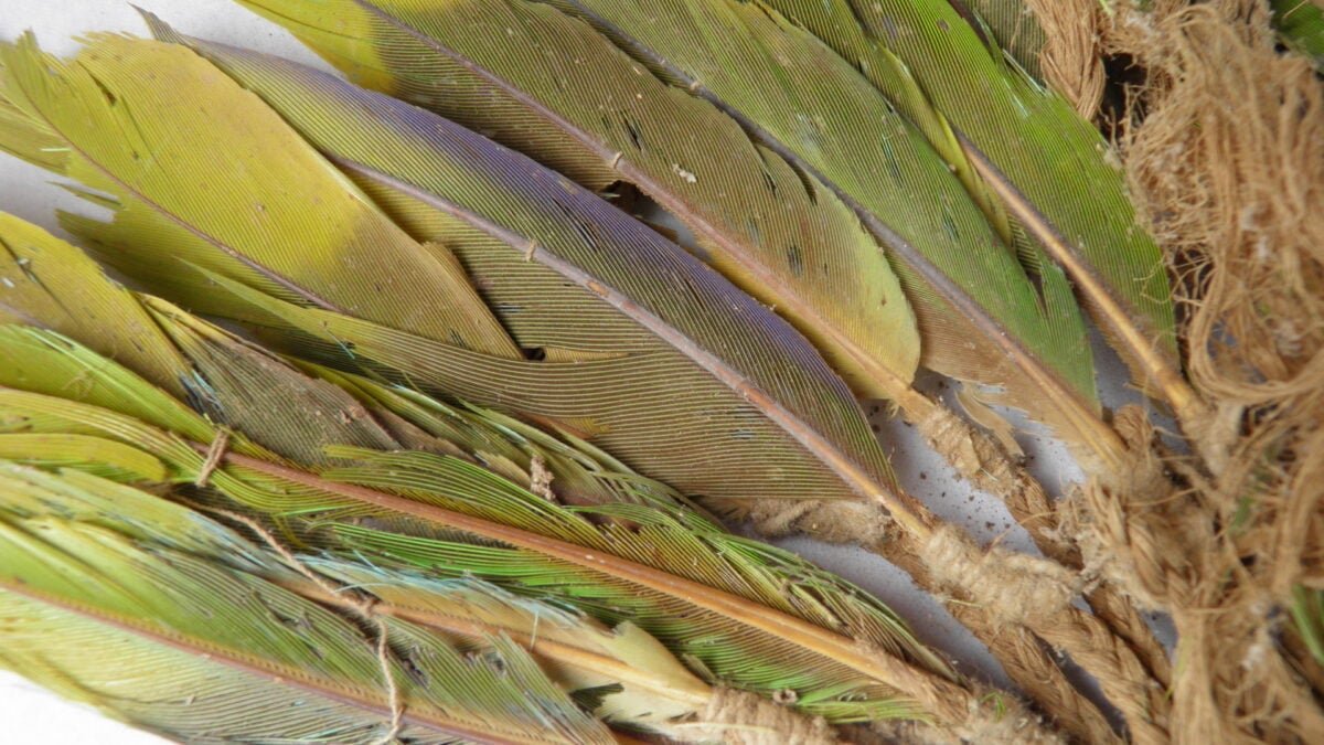 preserved parrot feathers Pachacamac