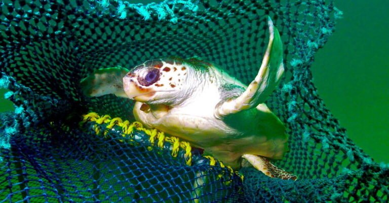 seaturtle 1152x600